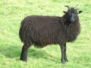 Rare Breed Hebridean Sheep